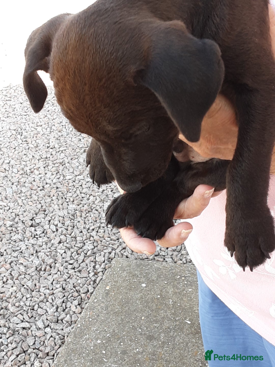Patterdale Terrier dogs for sale: READY NOW Stunning litter of Patterdale Terriers  - Image 14