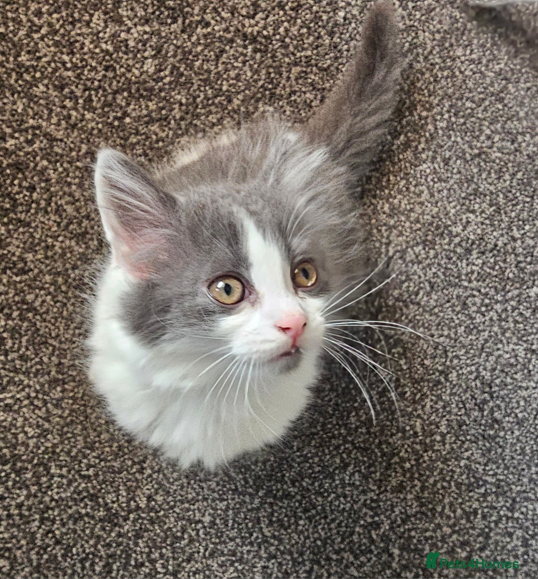 British Longhair cats for sale: Tabby mix kittens - Image 2