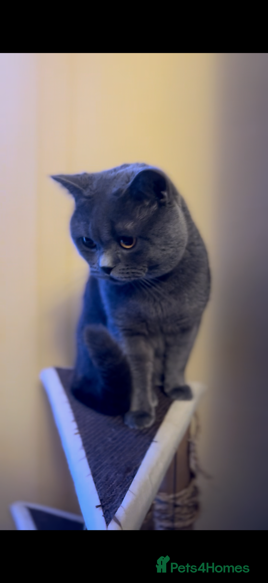 British Shorthair cats for sale: Luna & Leo  - Advert 2