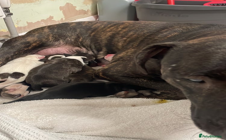 Staffordshire Bull Terrier dogs Male staffy pup - Advert 4