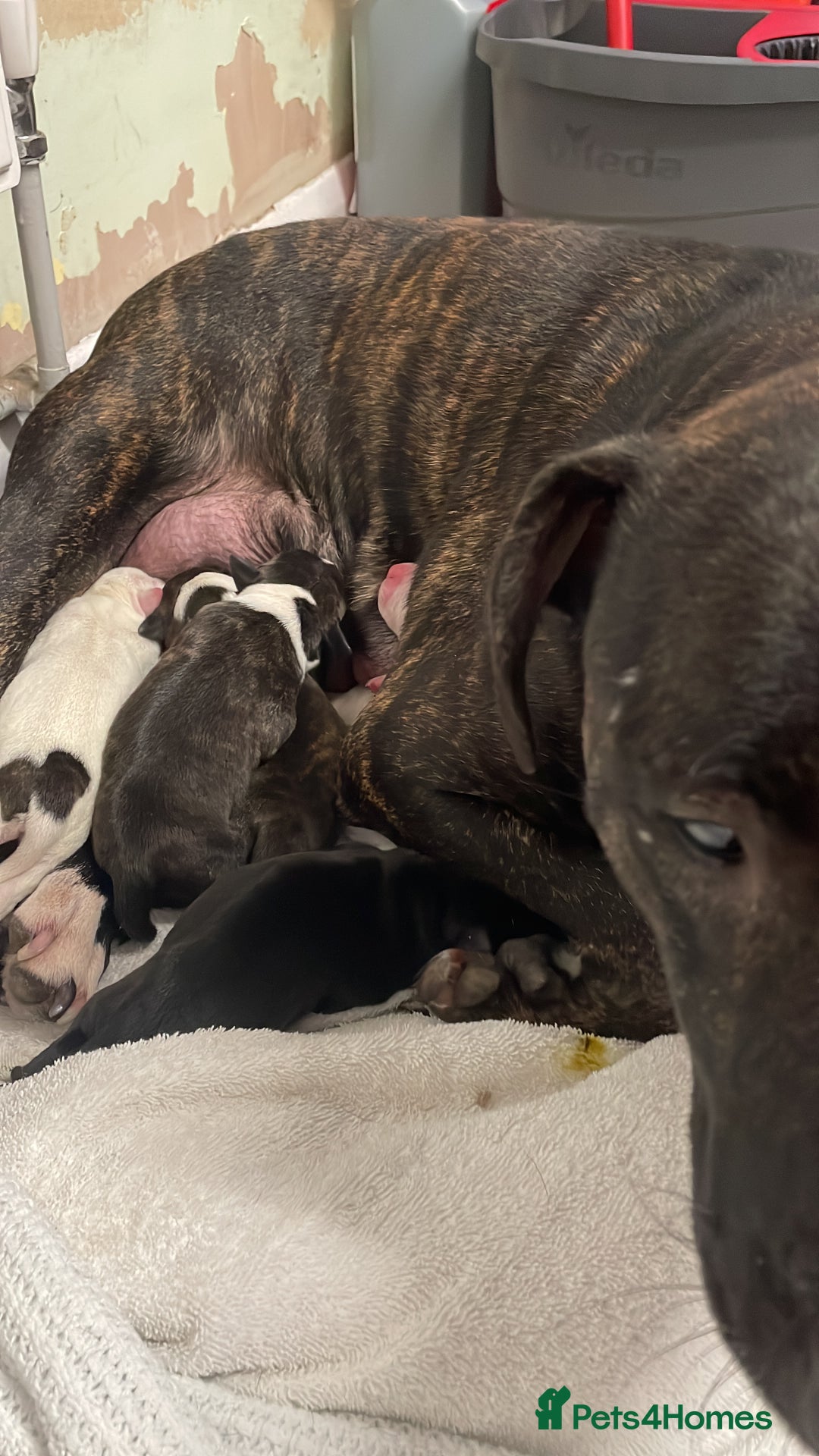 Staffordshire Bull Terrier dogs for sale: Male staffy pup - Advert 1