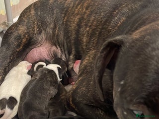 Staffordshire Bull Terrier dogs Male staffy pup - Advert 1