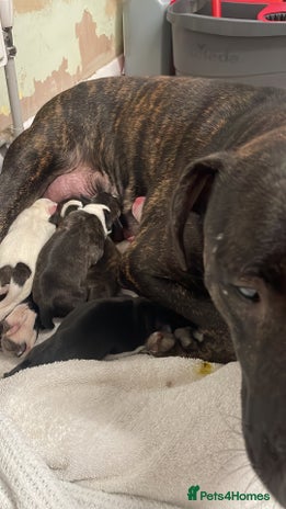 Staffordshire Bull Terrier dogs Male staffy pup - Advert 1