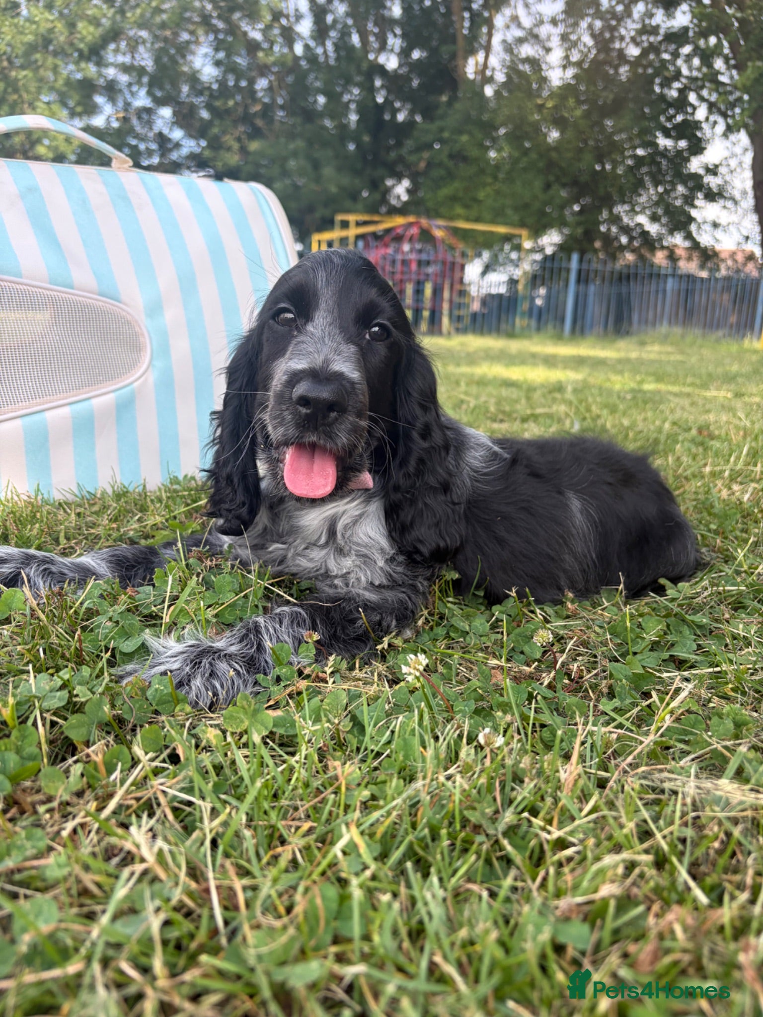 Cocker Spaniel dogs Show blue Rome cocker  - Advert 1