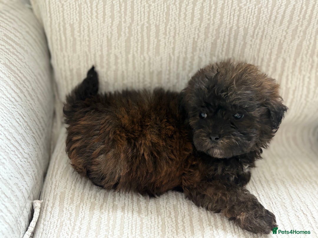 Mixed Breed dogs for sale: Shih-Poo or Shoodle - Image 18