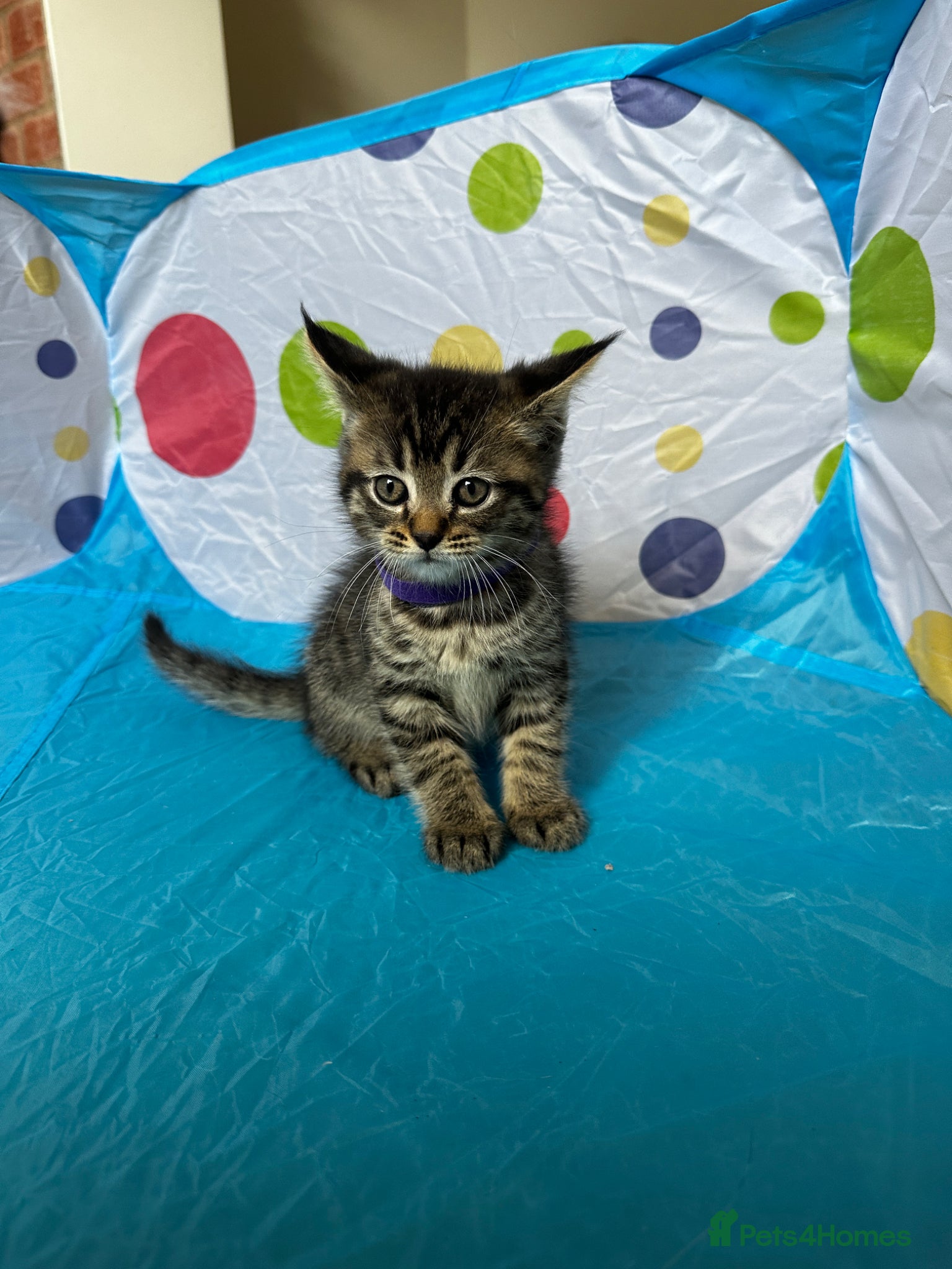 Mixed Breed cats for sale: Maine Coon x British Short Hair Kittens in Cambridge - Advert 13