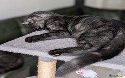 Selkirk Rex cats for sale: 😻 Stunning Selkirk Rex Mix Kittens 😻 - Image 7
