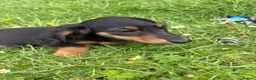 Miniature Dachshund dogs for sale: Beautiful KC reg long haired female  - Advert 6