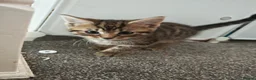 Mixed Breed cats for sale: Two sweet female sisters - Advert 2