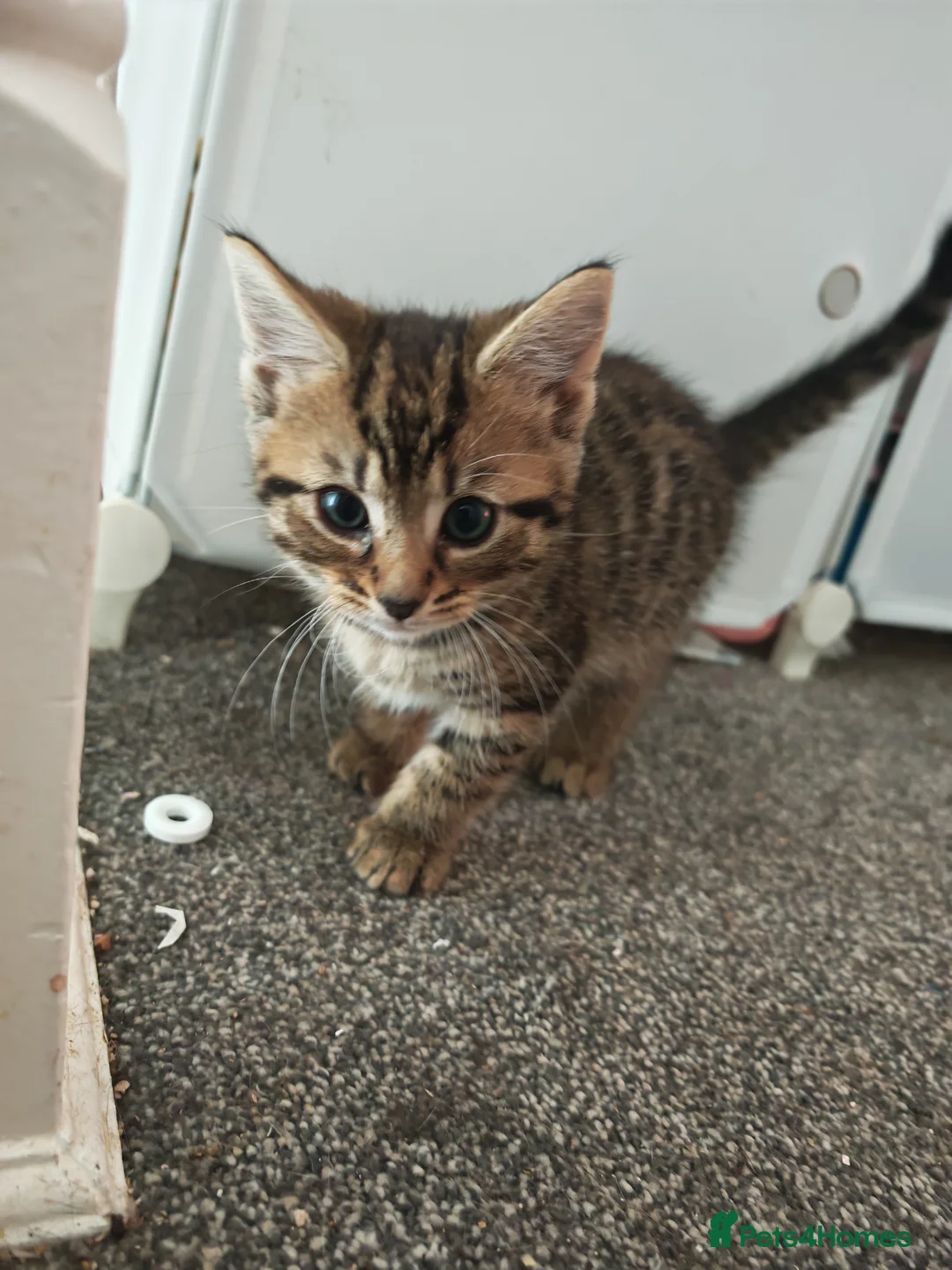 Mixed Breed cats for sale: Two sweet female sisters - Advert 2