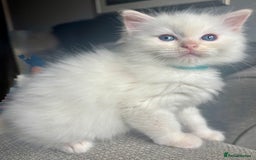 Ragdoll cats for sale: Beautiful Ragdoll Kittens, 2 Flamepoint, 1 mitted - Image 11