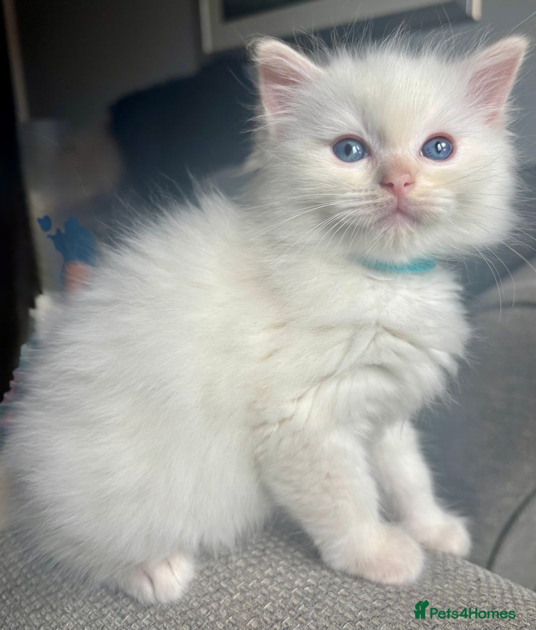 Ragdoll cats for sale: Beautiful Ragdoll Kittens, 2 Flamepoint, 1 mitted - Image 11