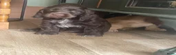 Cocker Spaniel dogs for sale: 🐶Health tested show cockers 🐕‍🦺🐾🐾🐾 - Advert 18