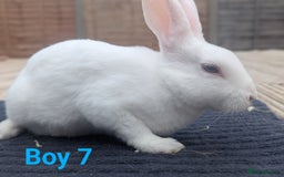 Rex rabbits for sale: Mini rex rabbit for sale - Image 12