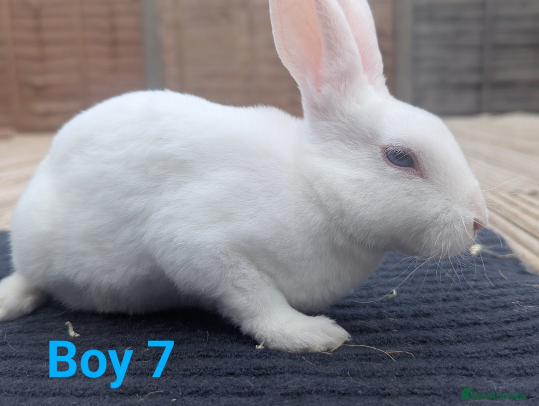 Rex rabbits for sale: Mini rex rabbit for sale - Image 12