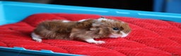 Guinea Pig rodents for sale: 4 Peruvian Baby Boars for Sale - Advert 4