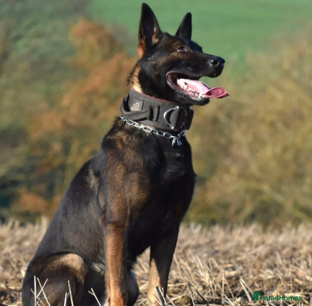 Belgian Shepherd Dog dogs for sale: Exclusive bloodlines  - Advert 8