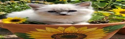 Ragdoll cats for sale: Beautiful gccf reg Rsgdoll boy - Advert 3