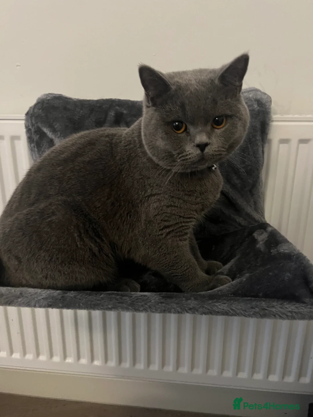 British Shorthair cats for sale: HELP REHOME NEEKO - Advert 4