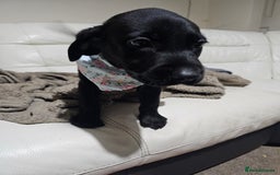 Labrador Retriever dogs for sale: 2boys / 4 girls  READY TODAY FOR FOREVER HOMES - Image 33