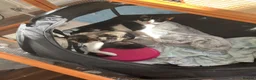 Mixed Breed cats for sale: Ready today beautiful tabbys - Advert 6