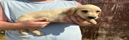 Labrador Retriever dogs for sale: Labrador puppies ready to leave! - Advert 12