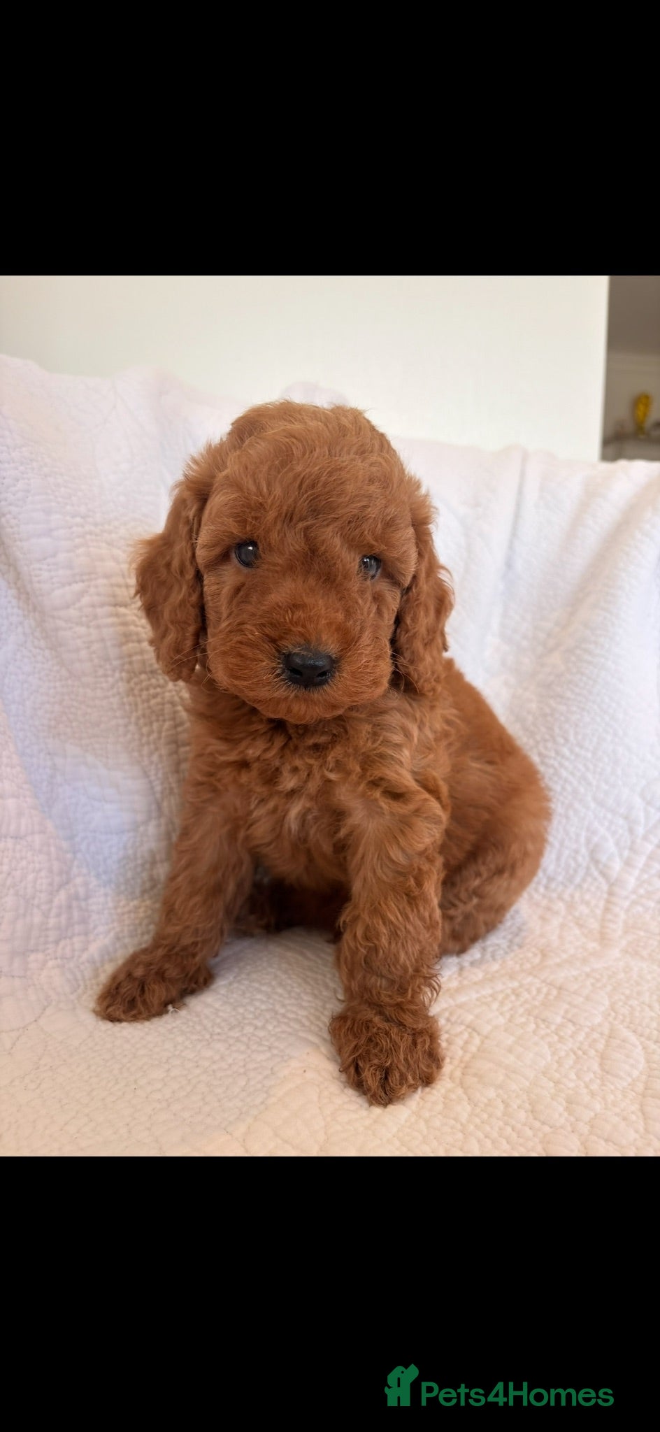 Cockapoo dogs LICENSED BREEDER QUALITY COCKAPOO PUPPIES  - Advert 2