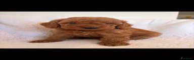 Cockapoo 1