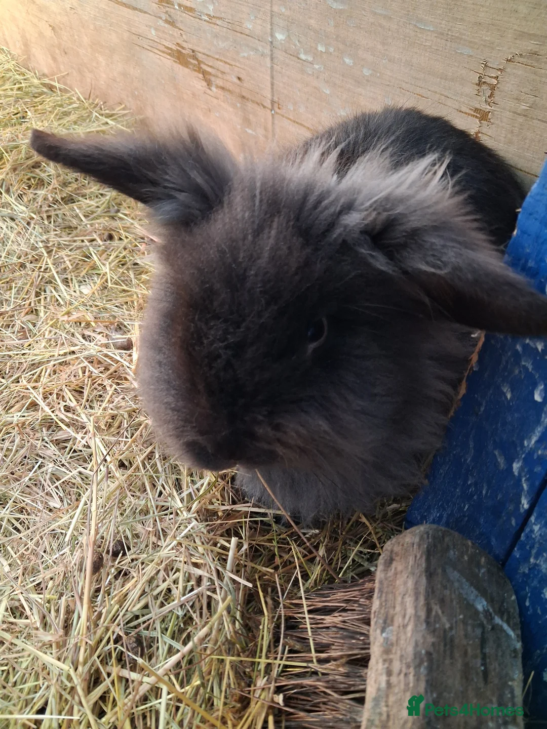 Lionhead rabbits for sale: Male Lionhead - Advert 8