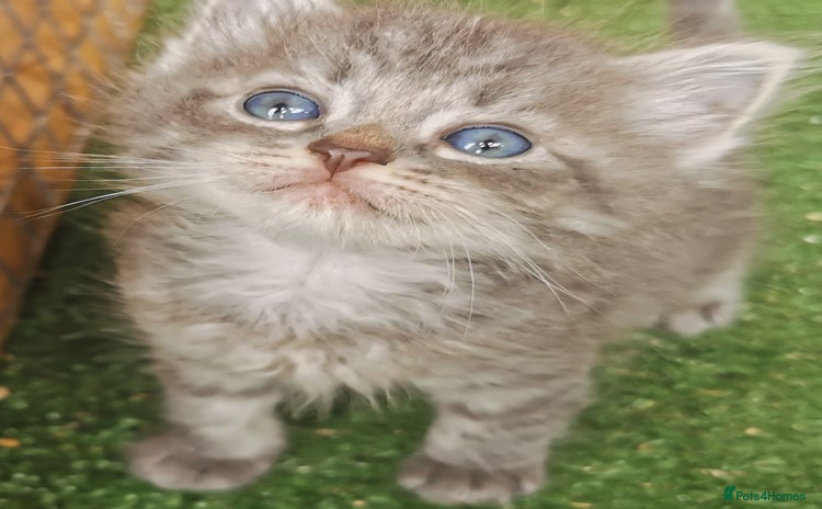 Siberian cats - Advert 3