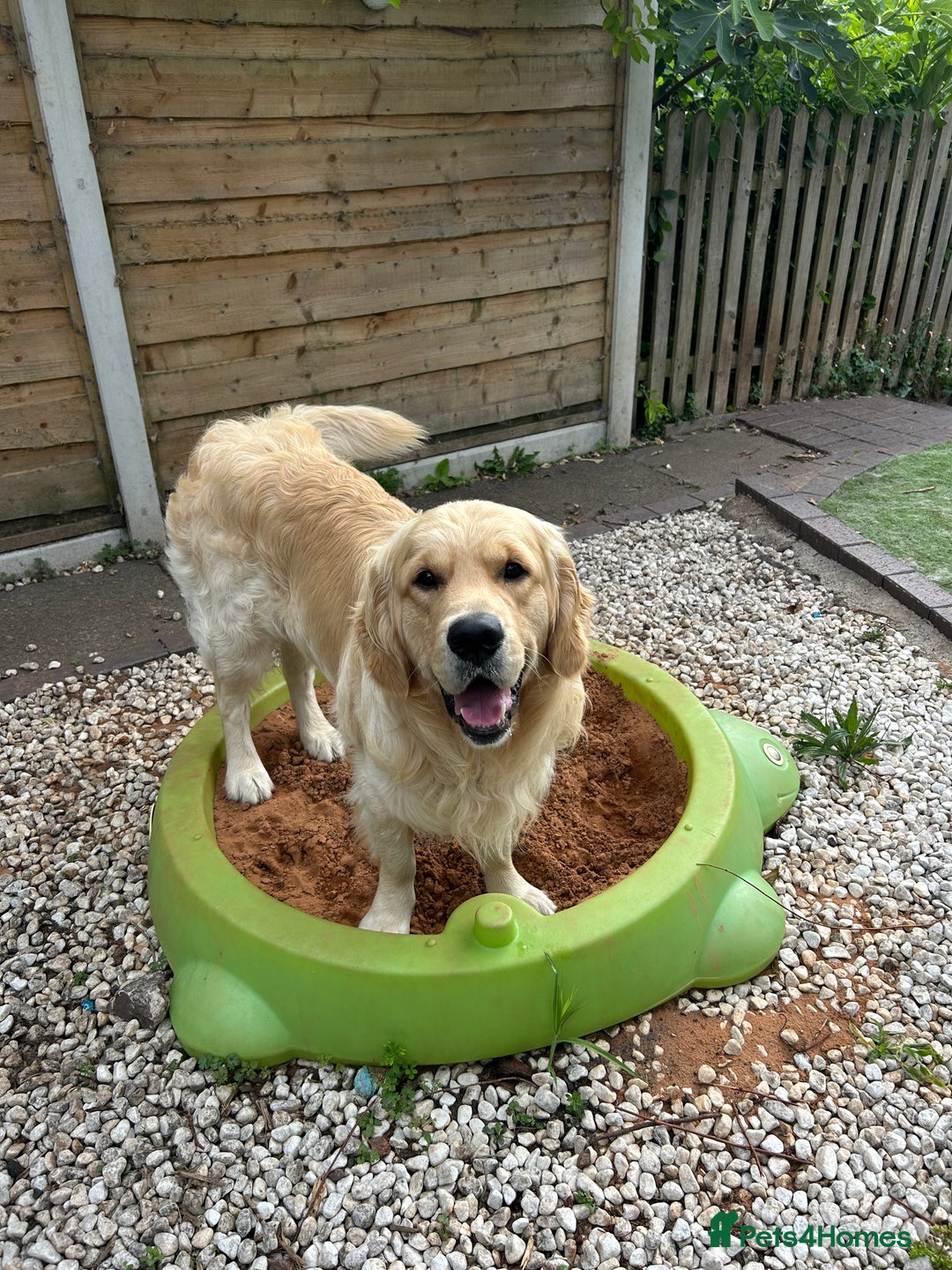Golden Retriever dogs for sale: 2 year old needs retired couple  - Image 7