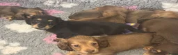 Miniature Dachshund dogs for sale: Long-Haired Miniature Dachshund Puppies Ready Soon in Nottingham - Advert 2