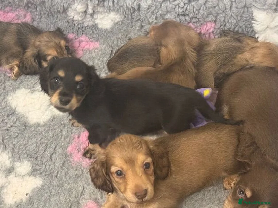 Miniature Dachshund dogs for sale: Long-Haired Miniature Dachshund Puppies Ready Soon in Nottingham - Advert 2
