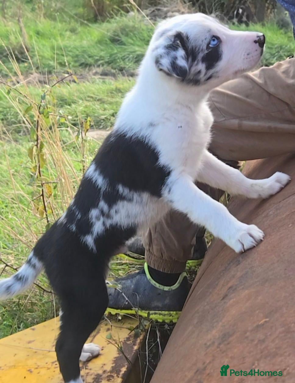 Border Collie dogs 4Absolutely stunning Puppies Looking for new home - Advert 2