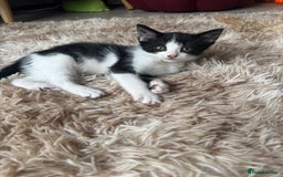 Domestic Shorthair cats for sale: Male kitten - last in the litter  - Image 3