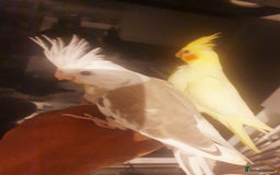 Cockatiels birds for sale: 2 x lutino cockatiels babies 7 weeks old - Image 6
