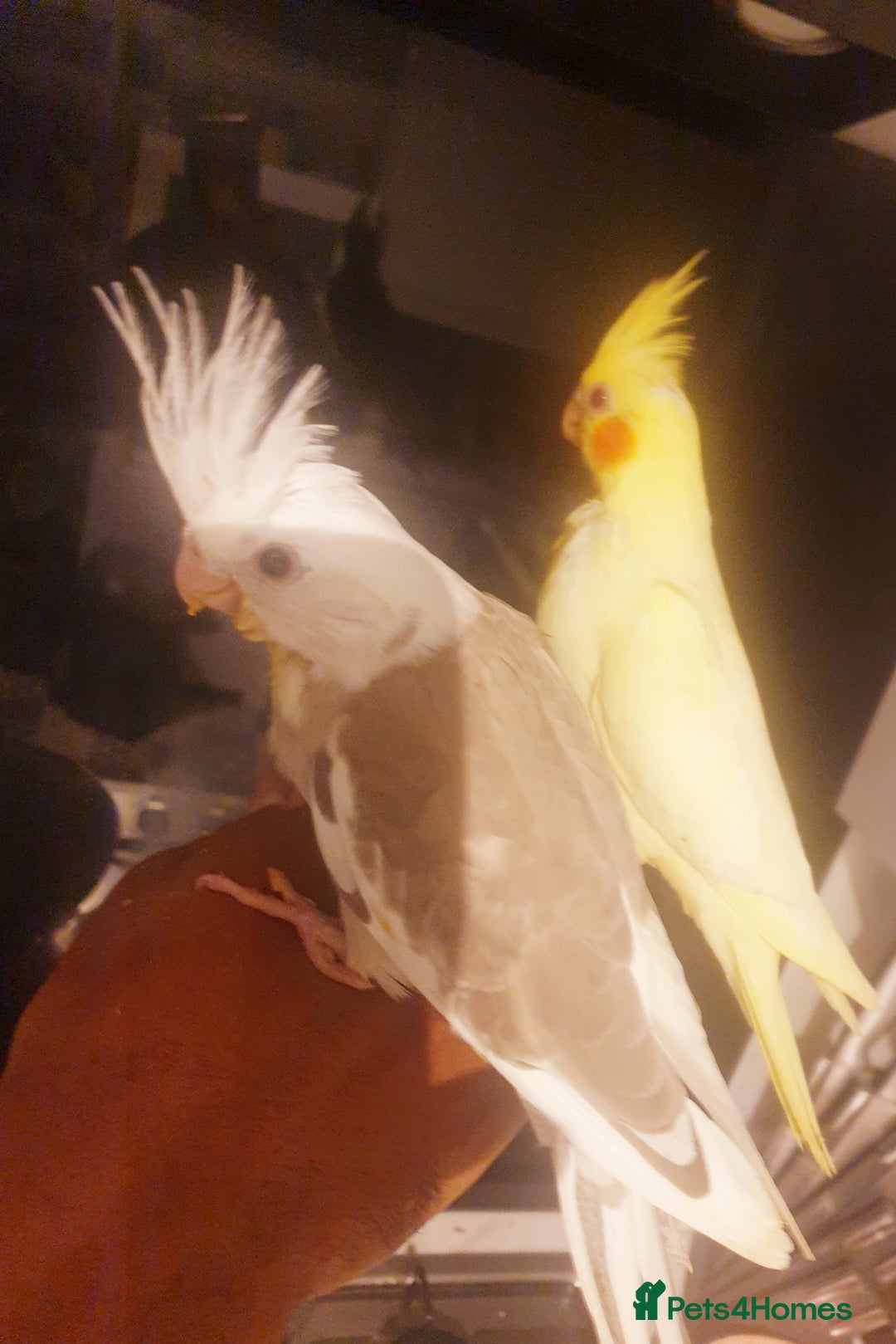 Cockatiels birds for sale: 2 x lutino cockatiels babies 7 weeks old - Image 6