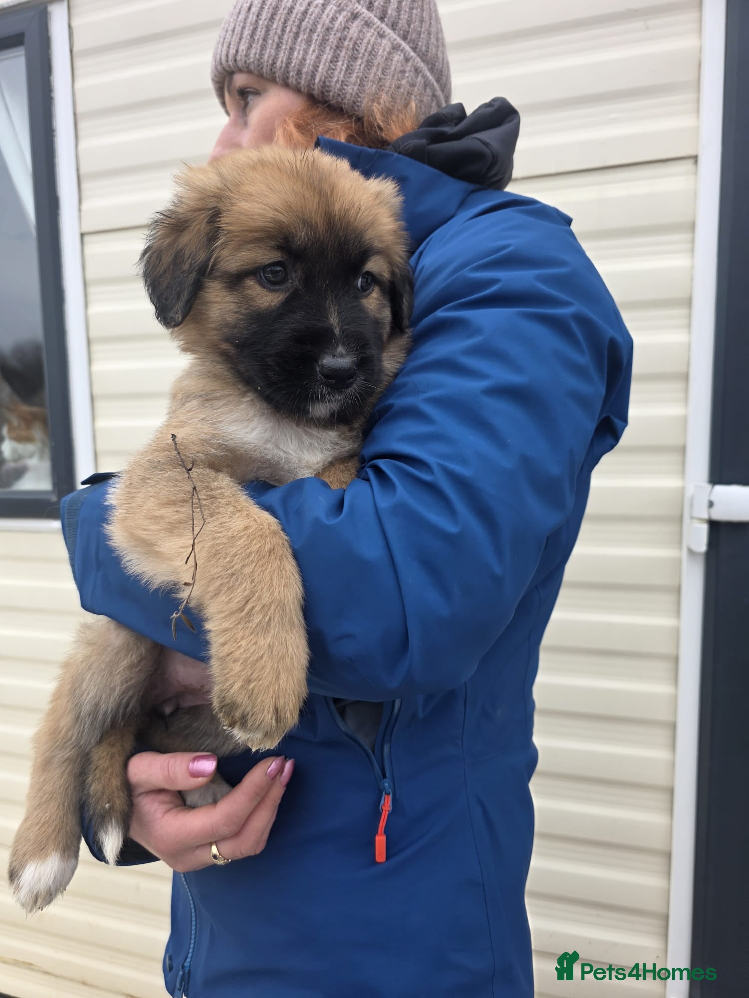 Mixed Breed dogs Highland Shepherd Puppies!!! - Advert 15