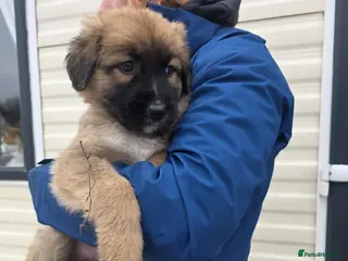Mixed Breed dogs Highland Shepherd Puppies!!! - Advert 15