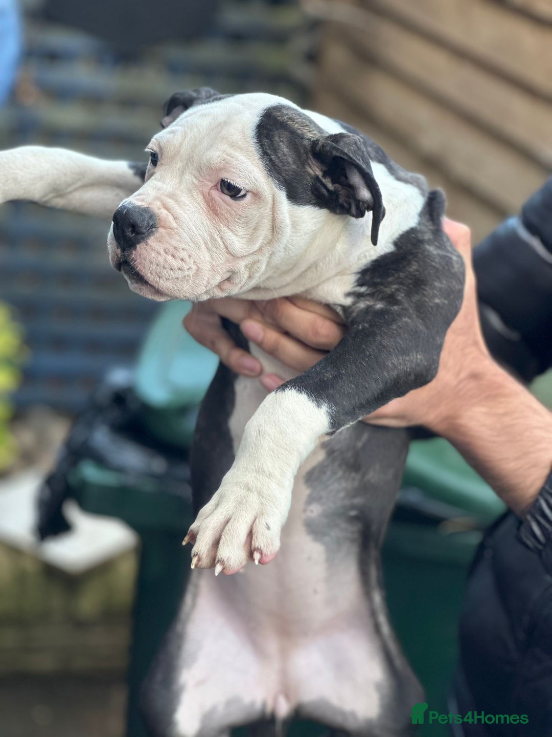 American Bulldog dogs for sale: Last Female American bulldog puppy left - Image 5
