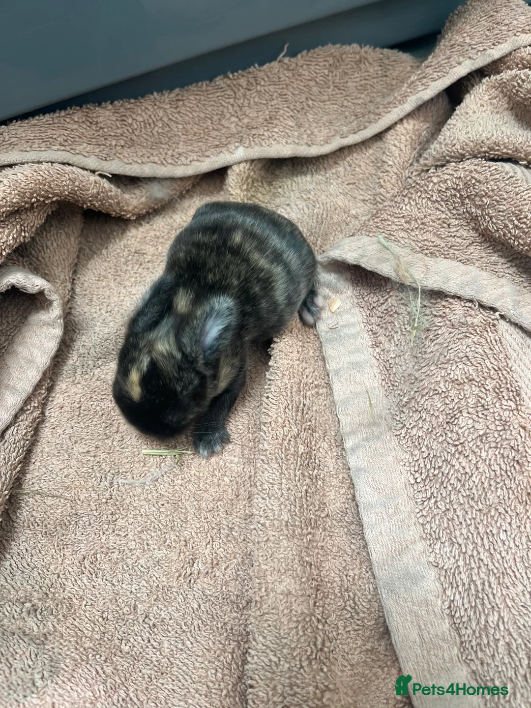 Mini Lop rabbits for sale: Gorgeous Mini Lops - Advert 4