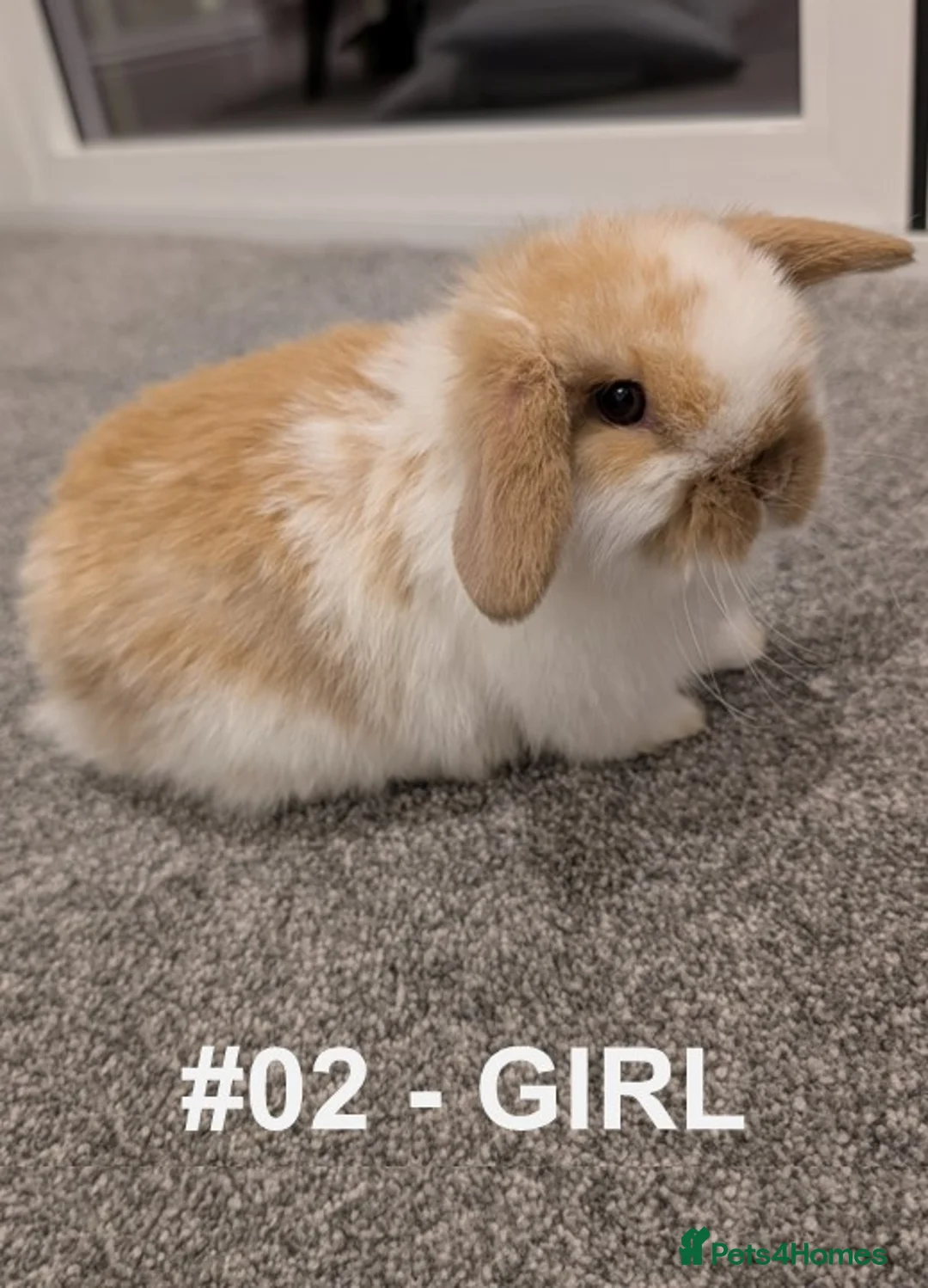 Mini Lop rabbits for sale: Exceptional Mini-Lops. Collect from: 18th February - Advert 1