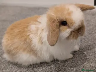 Mini Lop rabbits Exceptional Mini-Lops. Collect from: 18th February - Advert 1