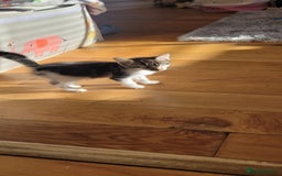 Mixed Breed cats for sale: Kitten  - Image 3