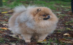 Pomeranian dogs for sale: Beautiful Pomeranian male for forever home  - Image 3