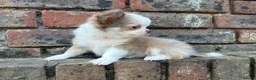 Chihuahua dogs for sale: **PRICE REDUCTION** 🐾🩶 READY TO GO LAST TINY BOY - Advert 23