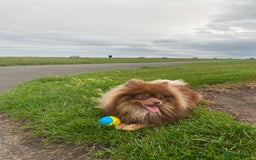 Pomeranian dogs for stud: Stud  - Image 3