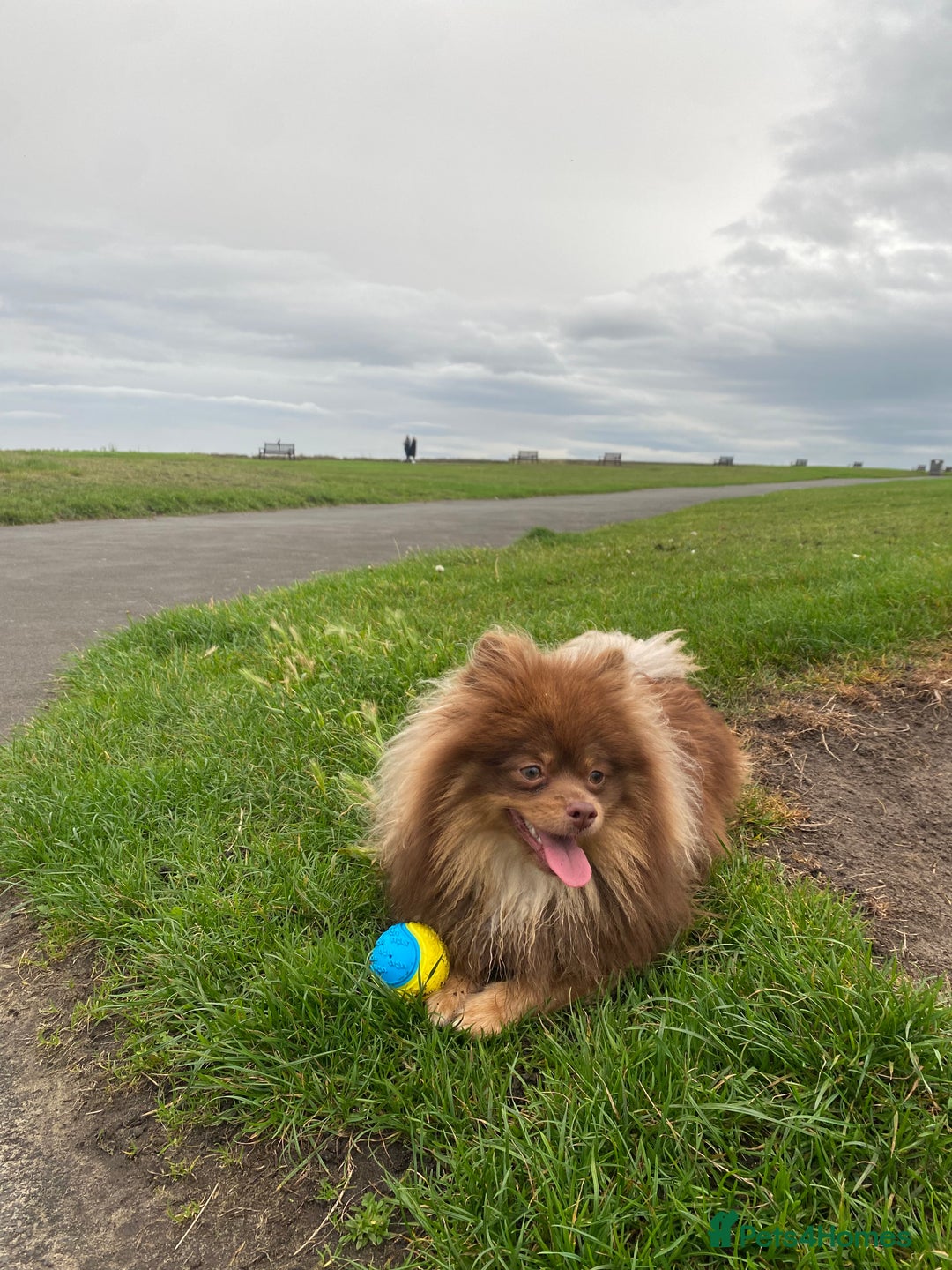 Pomeranian dogs for stud: Stud  - Image 3