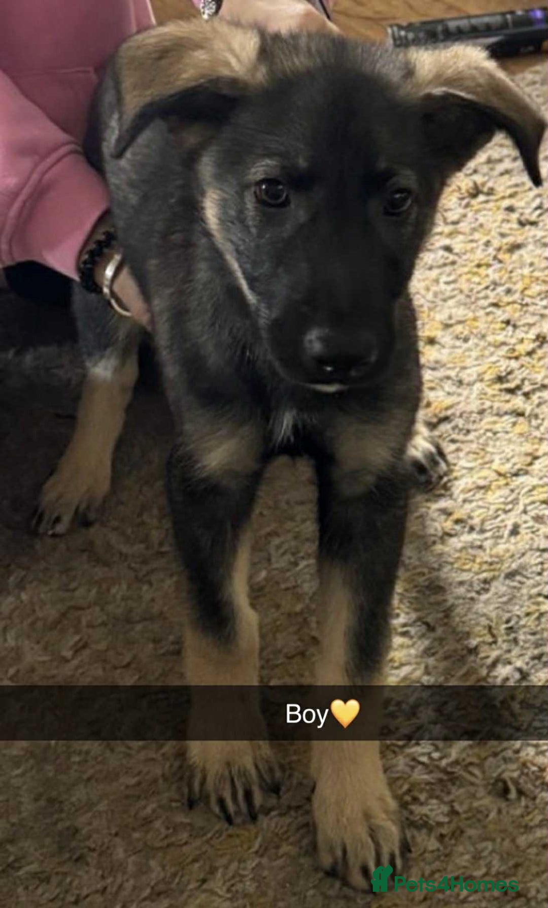 Mixed Breed dogs for sale: 3 German Shepherd cross breed puppies for sale! - Advert 4