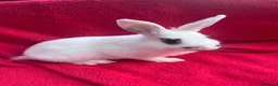 Netherland Dwarf rabbits for sale: Netherland dwarf bunnies - Advert 4